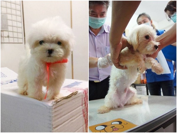 10/4日將開放80隻馬爾濟斯供民眾領養。　取自照生會臉書