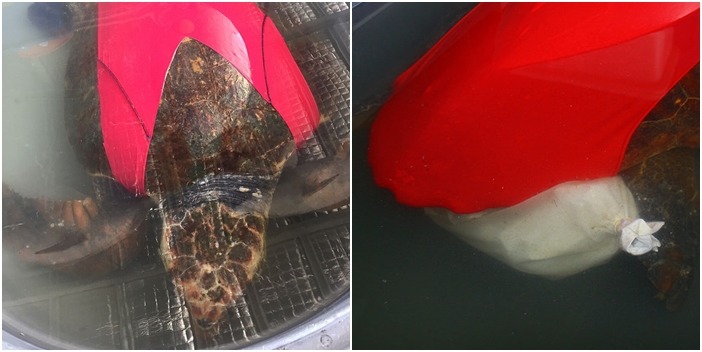 泳衣具有彈性的布料，意外在海龜身上穿脫容易、也不會讓牠們不舒服。　取自The Dodo