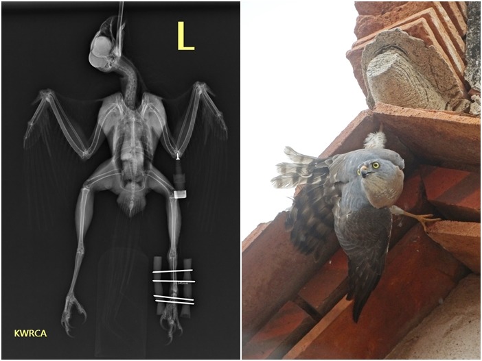 金門縣野生動物救援保育協會獸醫師王齡敏替赤腹鷹骨折的腳打上骨釘。　金門縣政府/提供
