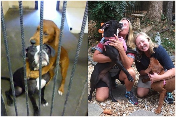 收容所裡的抱抱狗，3個月後找到新家！　翻攝自Angels Among Us Pet Rescue