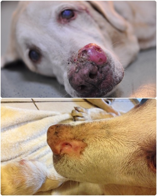 高齡的拉不拉多病患長了肥大細胞瘤,在鼻子上的惡性腫瘤經過熱消融手術後,恢復情形良好。 台灣恩寧/提供