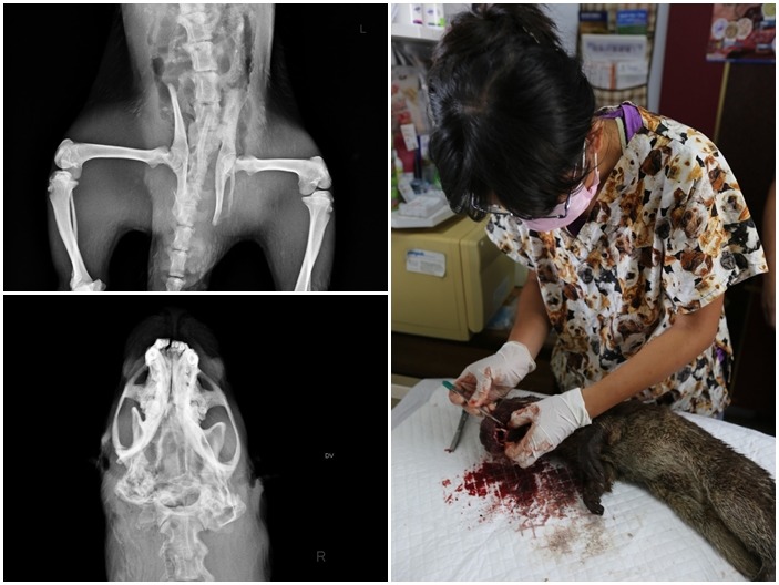 水獺頭部、骨盆處的X光片可看出遭重擊，口鼻也有大量鮮血。　金門縣政府/提供