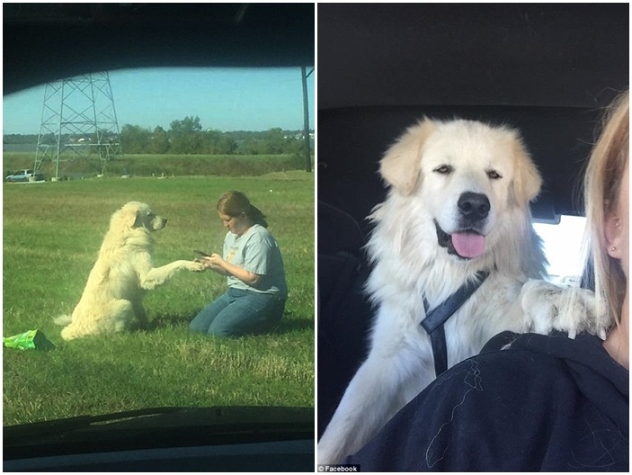 大白熊相當親人乖巧，但沒有項圈、晶片，飼主若未在期限內認領，狗狗就會被轉交給救援團體。　翻攝自每日郵報