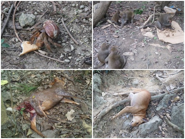 壽山上的寄居蟹及台灣獼猴取食「餵食流浪動物」的食物（上圖左右）、壽山山羌被浪犬追咬死亡（下圖左）、壽山曾發生過毒狗案（下圖右）。　取自壽山國家自然公園官網