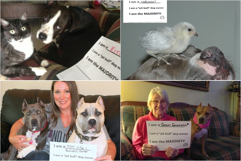 「貓咪、小雞、媽媽、奶奶」都是比特犬的飼主，到底誰說比特犬就一定很恐怖危險兇殘的呢？　取自The Majority Project