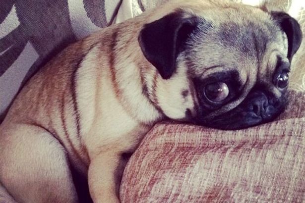 被農夫發現後抓到的潘妮，終於可以回到溫暖的家，雖然身材消瘦許多，但飼主凱蒂已經在替牠補充營養了！　翻攝自鏡報