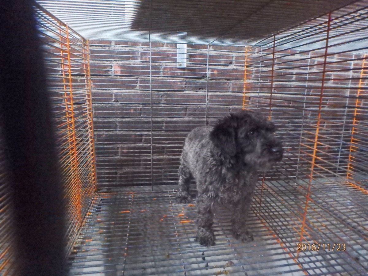 鐵皮屋內共有10隻梗犬,年紀都約10歲以上。 桃園市動物保護防疫處/提供