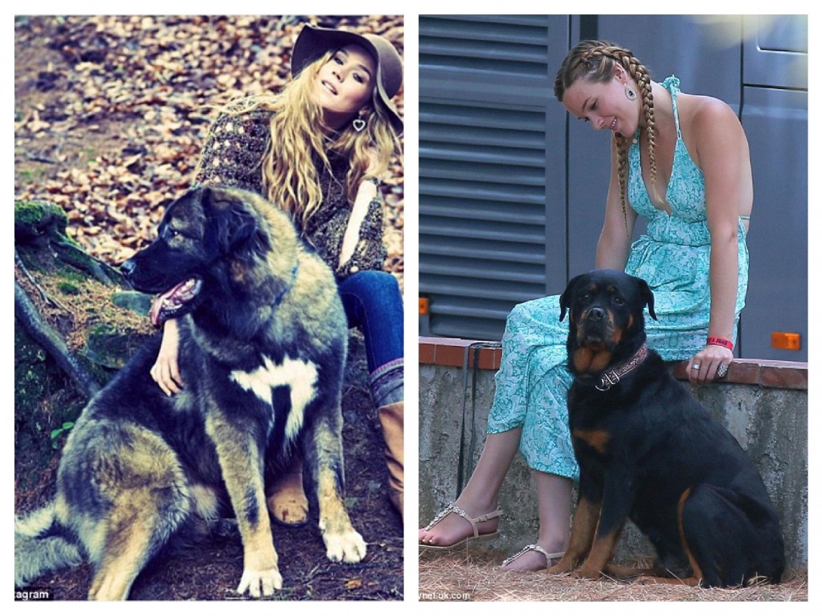 喬絲史東相當愛狗,養了兩隻大型狗:(左)Maggie、(右)Missy。 翻攝自每日郵報
