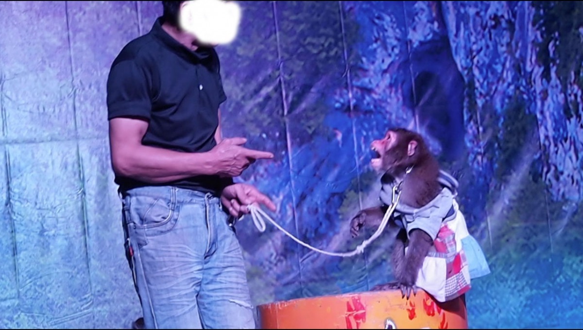 花蓮新城鄉「光隆博物館」違法持有、利用日本雪猴表演，業者以繩索套頸拉扯控制獼猴，幾乎每隻獼猴在台上都出現意欲反抗或對操控者「呲牙裂嘴」的行為。　動社會/提供