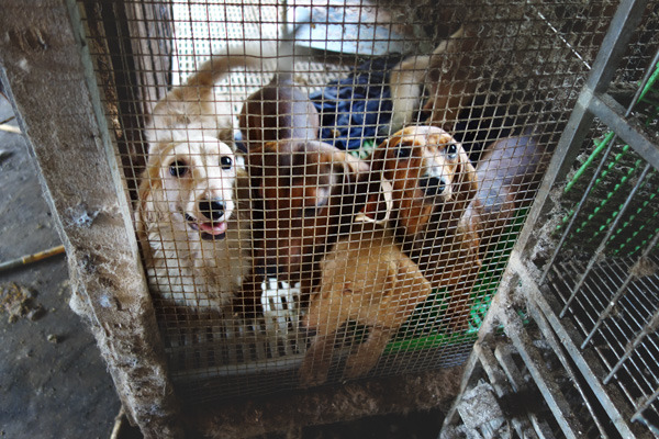 動保團體、飼主民眾都相當關切的動保法修正案，台聯黨團卻遲遲不肯簽署。　取自台灣動物社會研究會(此為示意圖)