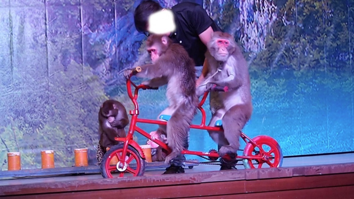 該館獼猴表演全年無休，一日表演3場，一次約40分鐘。日日重複「騎單車、划龍舟、踩高蹺、爬鋼管、戲劇演出」等各項雜耍。　動社會/提供