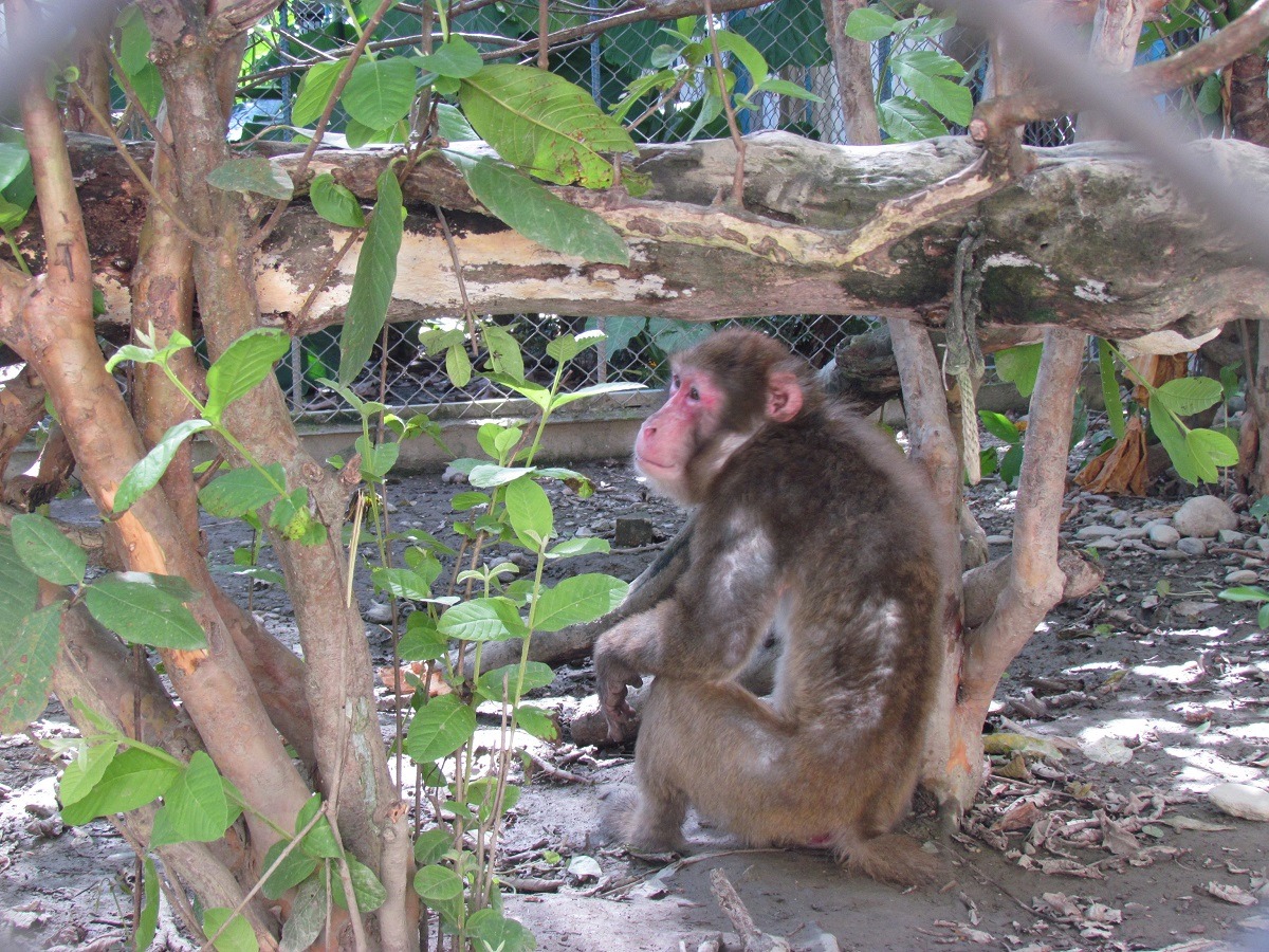 雪猴因生長在氣候嚴寒之地區，本來應該毛髮濃密豐厚，但花蓮光隆博物館的部分獼猴可能因長期營養不良，而有發育不全、毛髮嚴重脫落的現象。　動社會/提供
