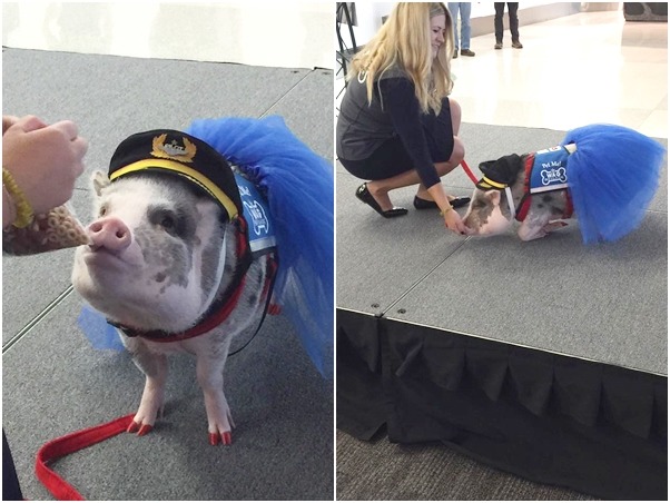 來看看莉羅在機場現場的表現,穿著蓬蓬裙的牠實在相當可愛。 取自San Francisco International Airport (SFO)