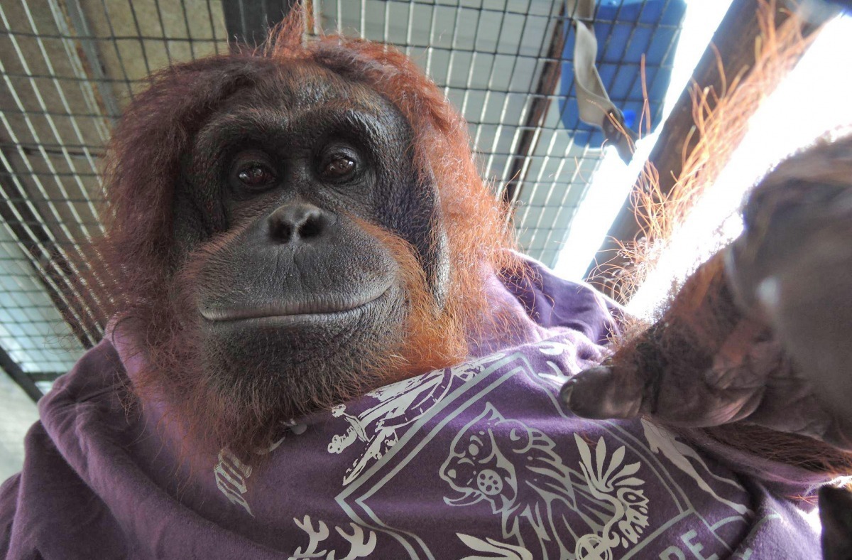 「這花色美嗎？」屏科大保育類野生動物收容中心的紅毛猩猩美女小愛。　取自屏科大野生動物收容中心