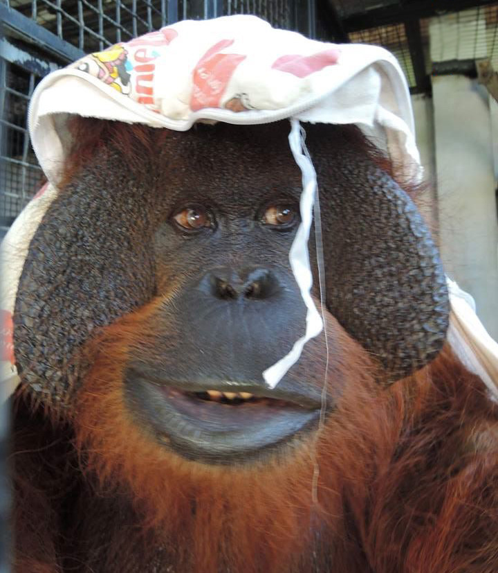 「拿來蓋頭好像也不錯～」克雷是不是也很可愛呢？　取自屏科大野生動物收容中心