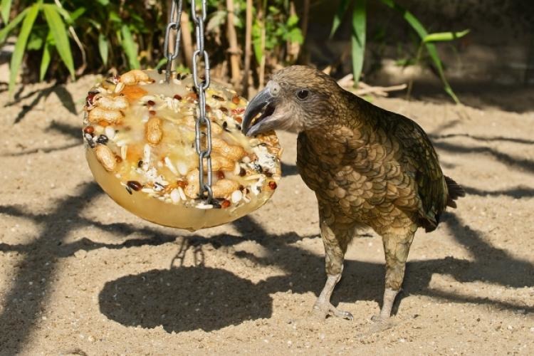 「還好沒有人會跟我搶這個蛋糕！」   取自網路