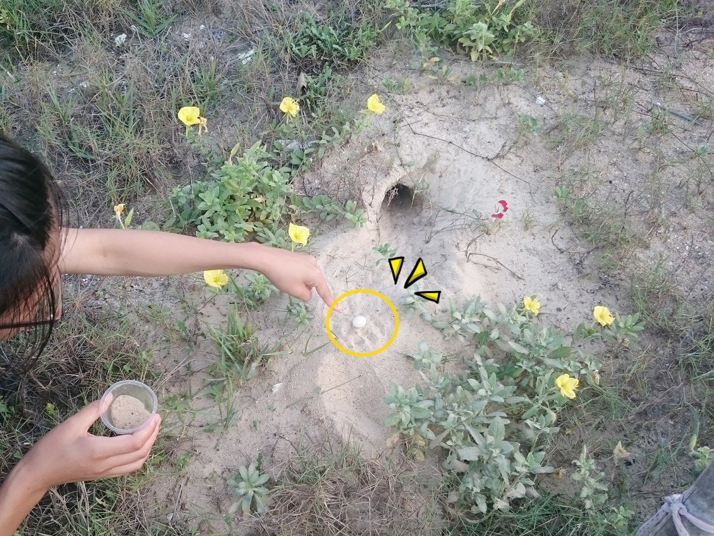 栗喉蜂虎的巢洞外，總會有些親鳥踢出來的棄蛋。　台北動物園/提供