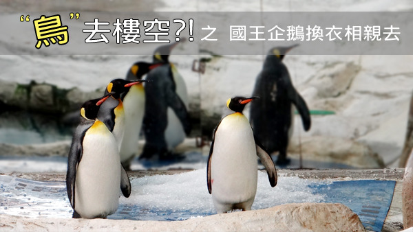 國王企鵝館內只有3隻企鵝，大家究竟跑哪去了呢？　台北動物園-林惠珍/攝