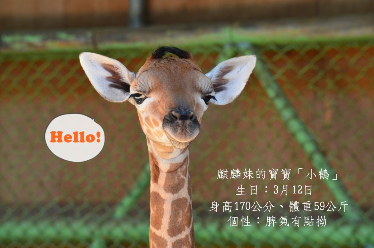 長頸鹿麒麟妹生下寶寶「小鶴」,雖然身高有170公分,但在動物園紀錄中卻是偏「嬌小」。 台北市立動物園-陳瑋玥/攝