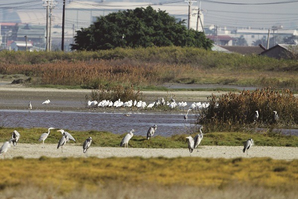 茄萣濕地的鳥類。　李文化/攝