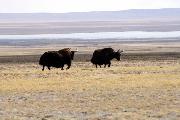 青藏高原的氂牛。中新社