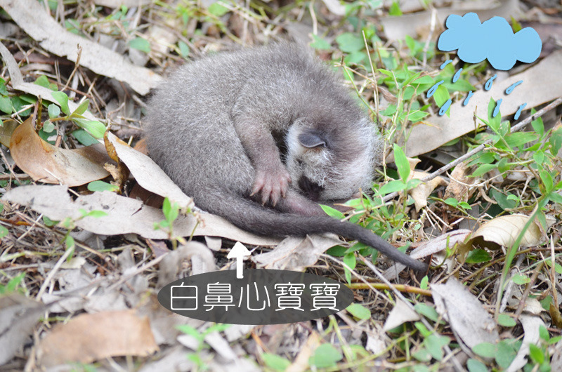 蘇迪勒颱風過境後,造成台北動物園近10年最嚴重損失,也讓園內許多本土動物失去家園。 台北動物園-陳瑋玥/攝