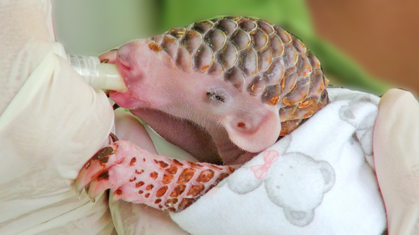 穿山甲沒有牙齒，吃東西全靠長長的舌頭，目前動物園剛出生的小穿山甲寶寶命名芎梧。　台北動物園/提供