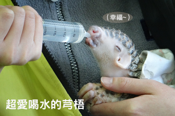 超愛喝水的芎梧,卻常常會放棄自己吸吮。 動物園/提供