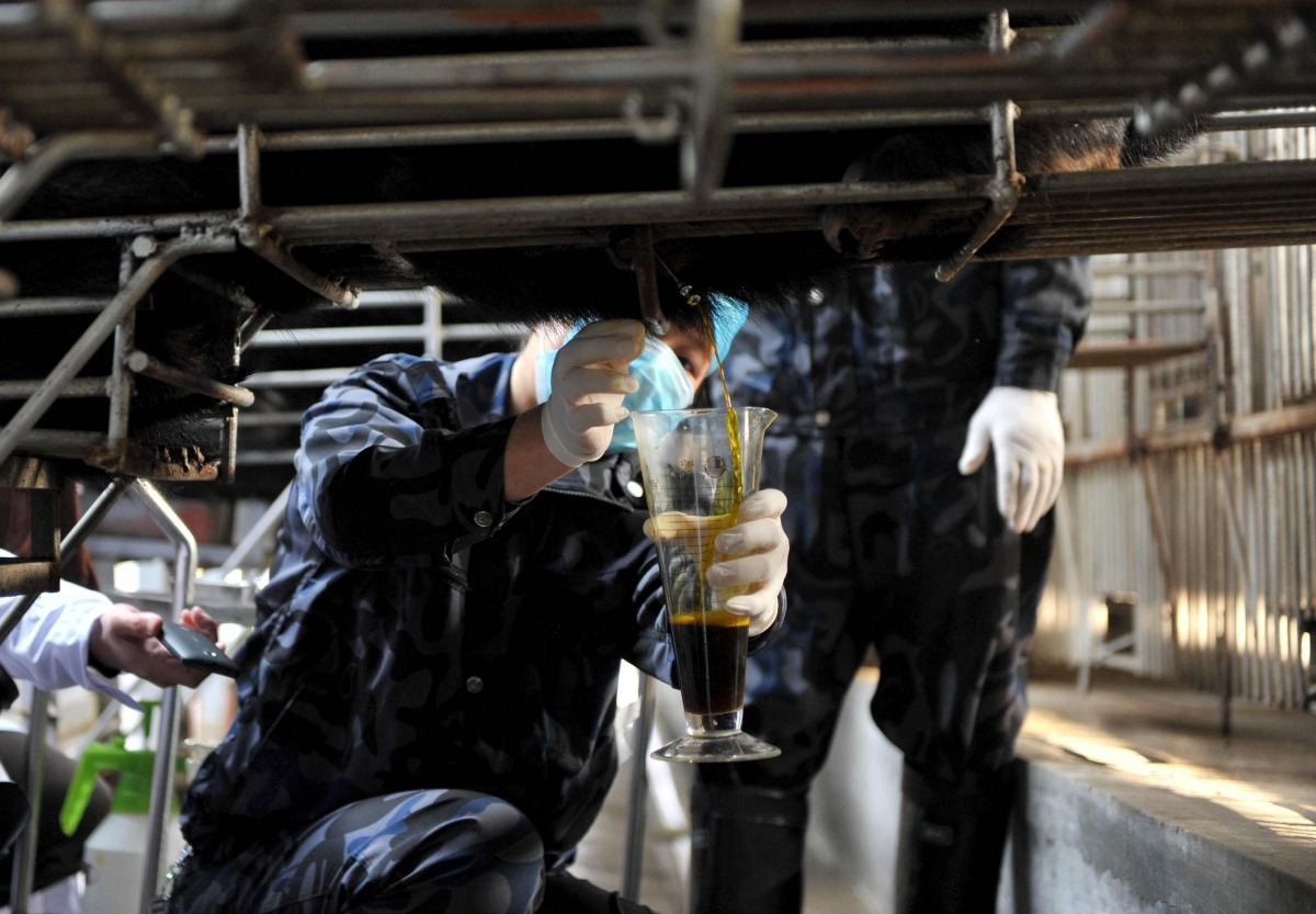 取熊膽的過程會讓熊痛苦不堪,台灣早已禁止保育類野生動物入藥。 中新社