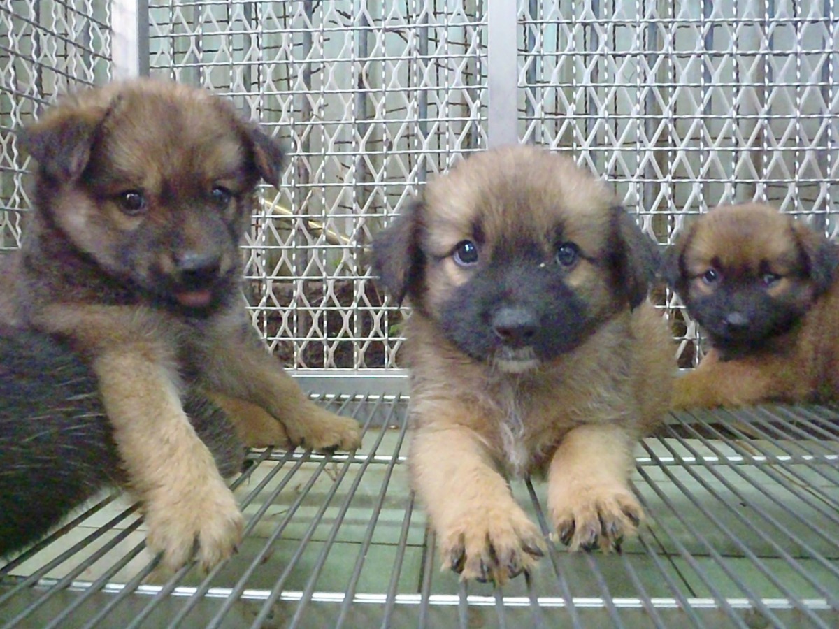 日本熊本市與美國舊金山市的公立動物收容所幾乎都達到零安樂死。但這兩個城市市民所飼養的犬貓絕育率達到將近90%。 取自嘉義市收容所-非官網站