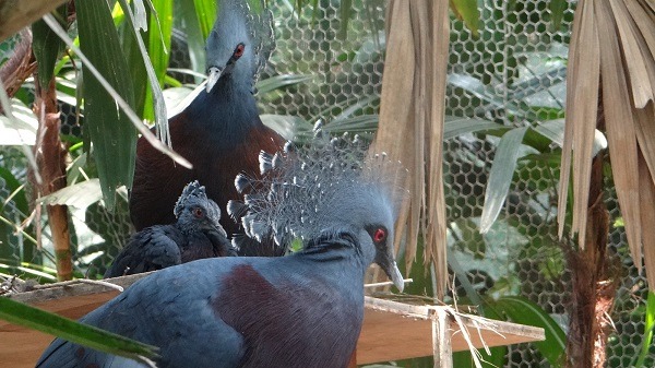 威廉與凱特搬家後喜迎第三胎,看來進度比英國皇室還快! 台北動物園-林惠珍/攝