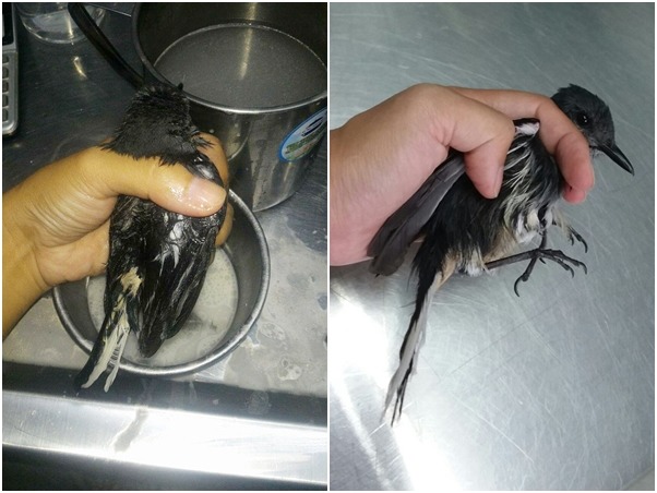 用潔顏油清洗了兩次，才讓大部分的黏膠清除完全。　金門縣野生動物救援暨保育協會/提供