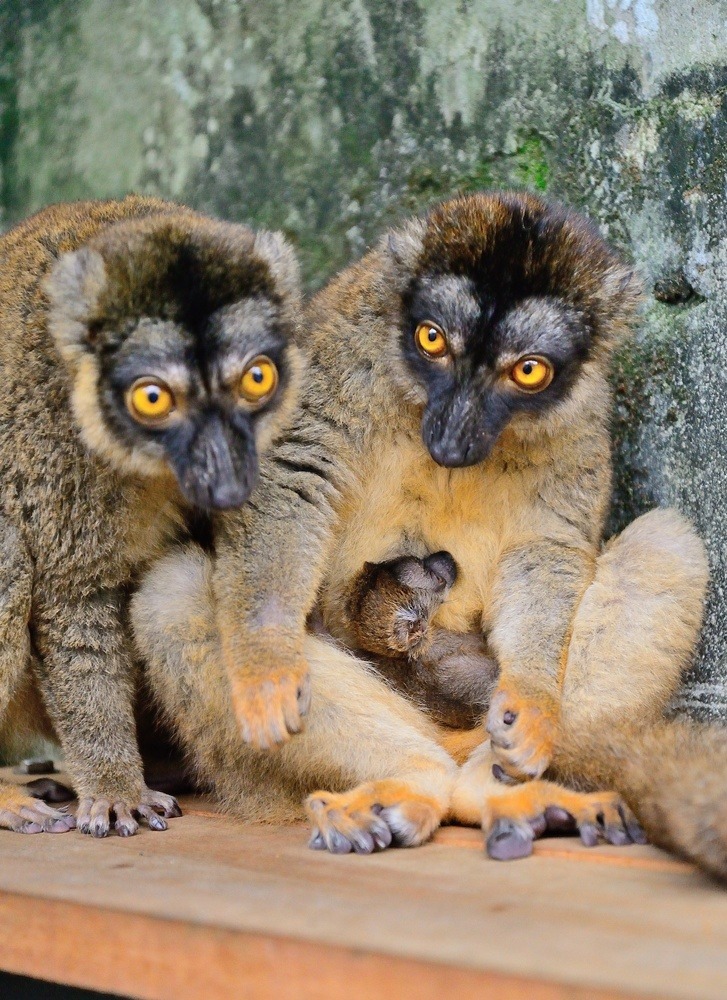 狐猴為群居動物，左為阿嬤。　台北市立動物園提供