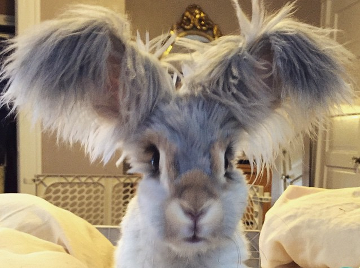 沃莉和主人莫莉住在美國麻薩諸塞州，擁有自己的instagram帳號﹑和一票喜歡牠的粉絲。 翻攝自instagram@wally_and_molly