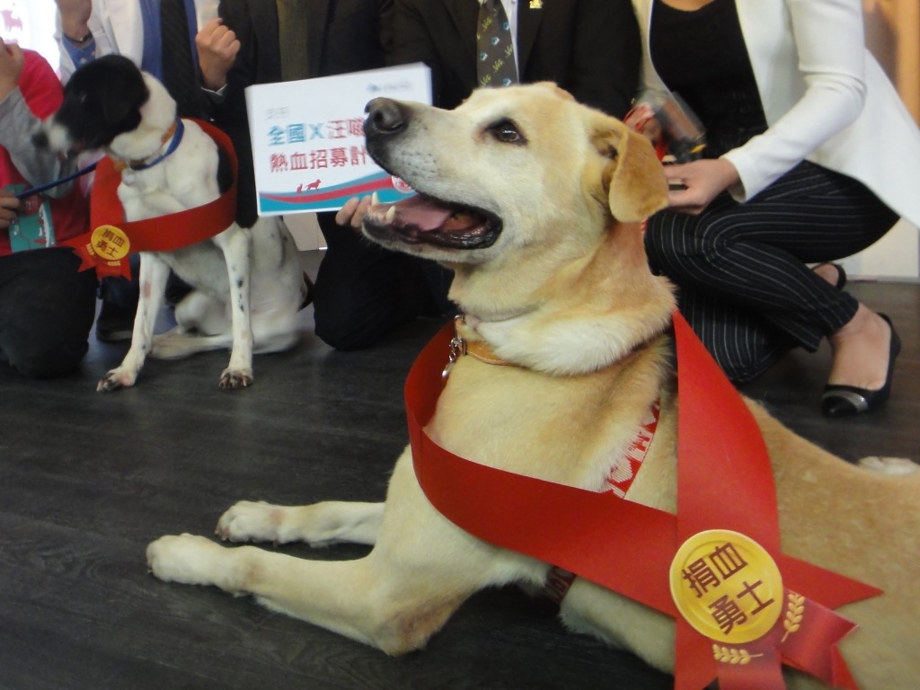 全國動物醫院總院院狗奶茶率先加入「全國X汪喵星人熱血招募計畫」。 江幸芸/攝