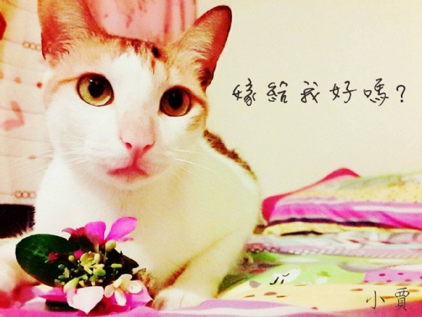 No.17 嫁給我好嗎？：為了求婚，精心準備了一束花給心儀的她。   票數689