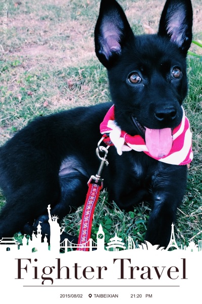 No.92 犬漾青春：暖暖的春陽灑在寶貝的毛髮上，無須過多的裝扮，閃亮的毛色就是最美的春衣。 票數：1167