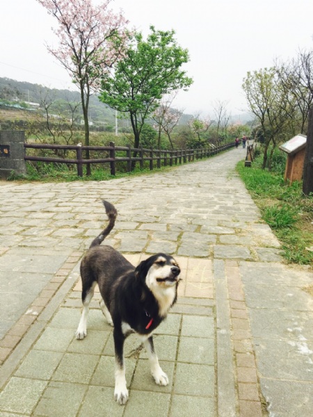 No.30鶯燕翠紅處處融洽：春天終於來了！Dophie出門踏青伸展筋骨 配上初綻的櫻花 大自然的洗滌就是最好的裝扮。 票數：785