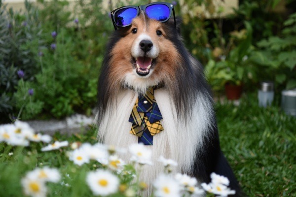 No.93春神來啦！我知道：春神來了我知道~ 小喜雅各來報到~ 藍天白雲豔陽照~ 墨鏡帥氣，領結花俏~適合外拍秀萌笑呀~秀萌笑！ 票數：757