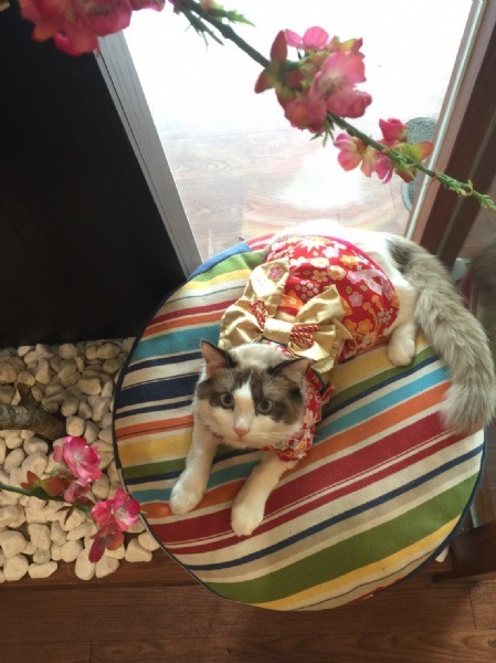 No.14喵喵千本櫻，一起賞櫻：櫻花季當然要來拍支 唯美櫻花男主角呀！( 帥吧！帶點憂鬱ヾ(*´ω｀)ﾉ一起來萌萌噠！ 票數：981