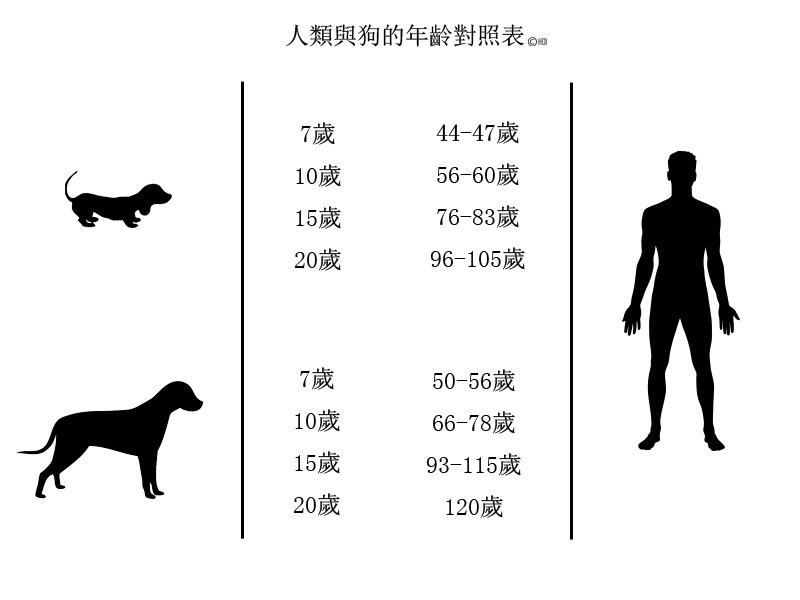 人類與大型犬、小型犬的年齡對照表。 何宜/整理