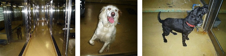 2005年的收容所內部照片。　取自DOGLY