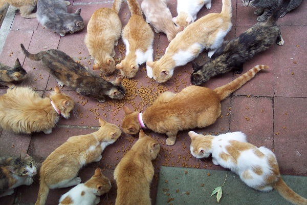 美國有些州限制家中飼養的犬貓不能超過3隻以上，但洛杉磯市議員卻想修改法令，讓收容所有更多貓能被領養。　取自google創用cc