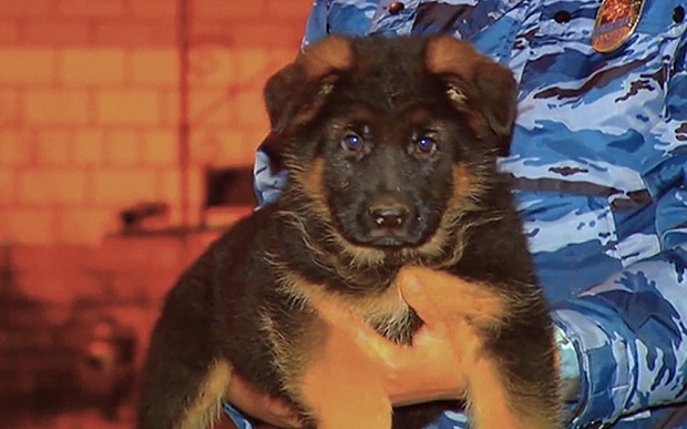 俄羅斯將贈送一隻德國狼犬給法國，取代日前在恐怖攻擊事件中不幸殉職的警犬狄賽爾。　翻攝自youtube影片