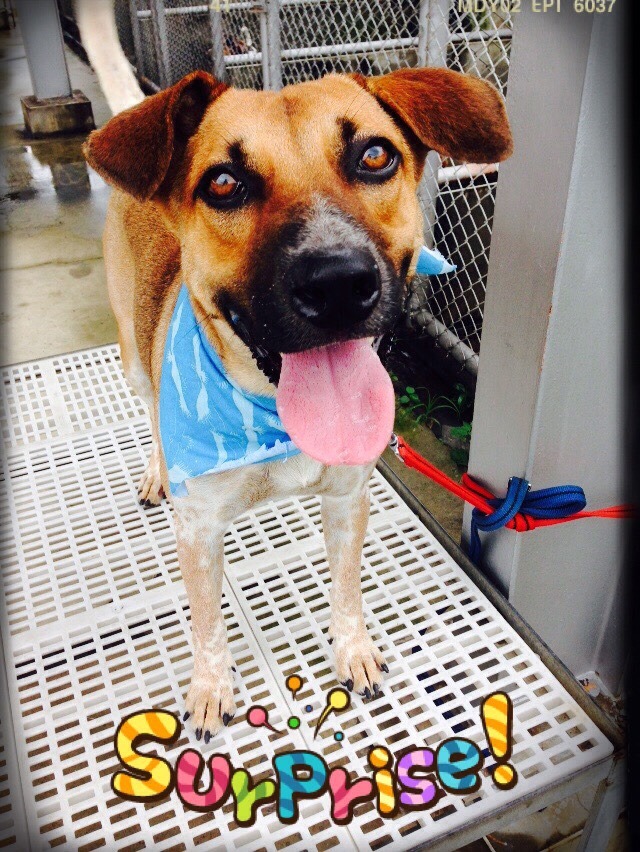 「帶我回家，讓我豐富你的生活！」　防檢協會/提供