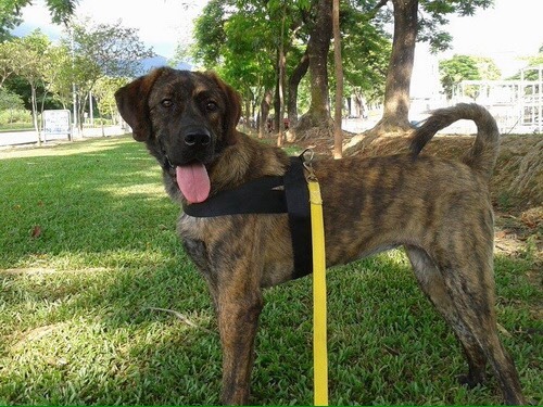 我是溫柔的大女孩喔！　防檢協會/提供