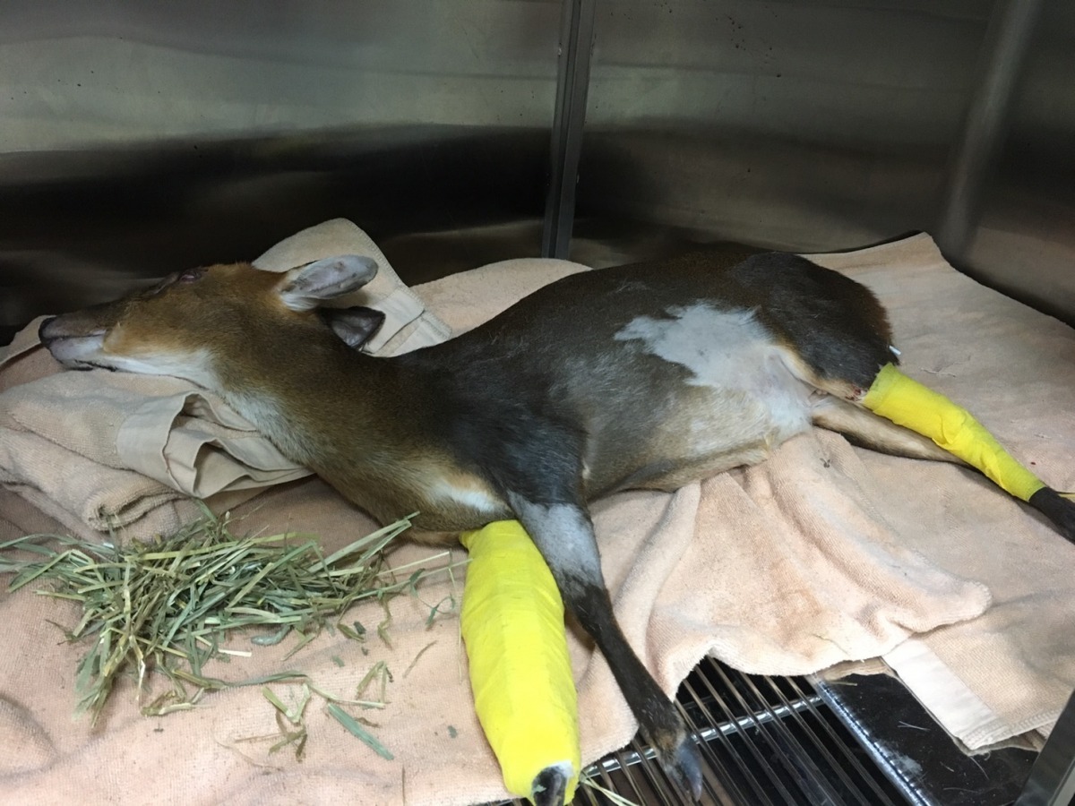 新北市動保處處長陳淵泉表示,有將山羌脫臼的關節接回,不過還是出現橫紋肌溶解的症狀,最後併發腎衰竭。 新北市動保處/提供