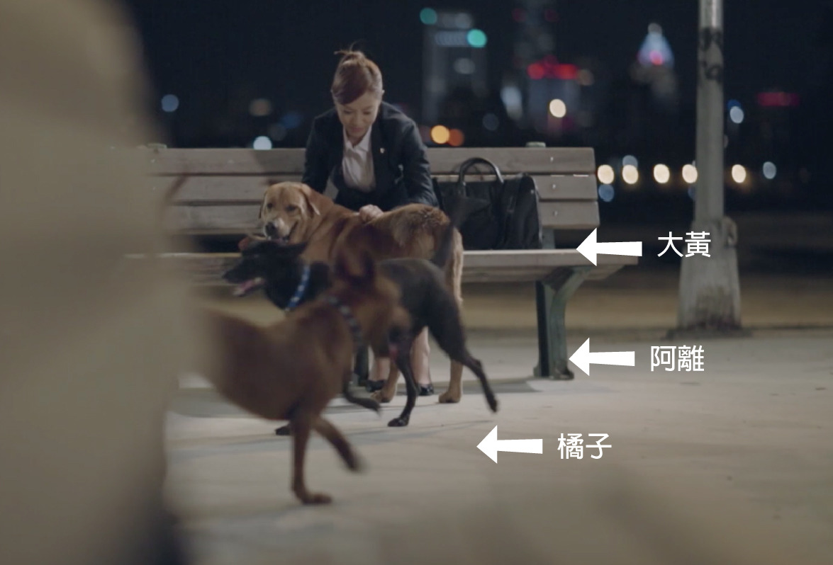 這8隻從新北市保護動物協會慈音園商借而來的狗兒,都有領到「臨演費」,名副其實自己賺自己飼料錢! 三商美邦人壽/提供