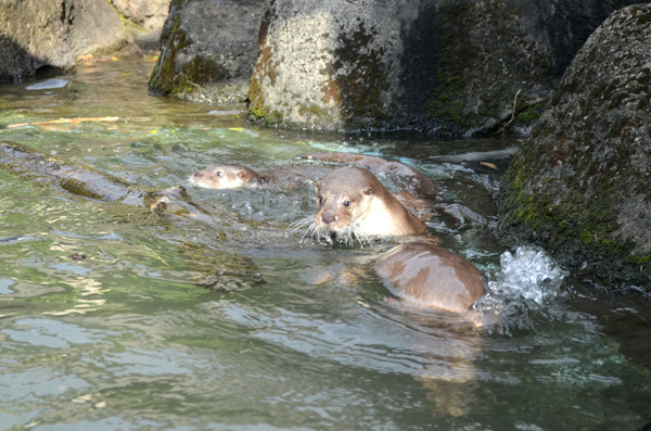 3兄妹天天在戶外水池玩得不亦樂乎。　動物園/提供