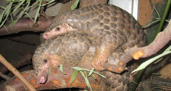 在德國萊比錫動物園的母穿山甲「龜山」及公「頭份」共組家庭。 取自德國萊比錫動物園